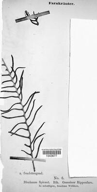 Struthiopteris spicant image